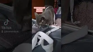 #cat #catlovers #fypyoutube #funny #cats #australia #petlovers #kitten