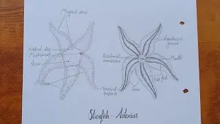 How to draw star fish - ( Asterias ) | Starfish diagram drawing tutorial | Science project |
