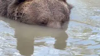 Leo, our oldest bear right now (he is almost 31!) still loves to act like a kid when in his pond.