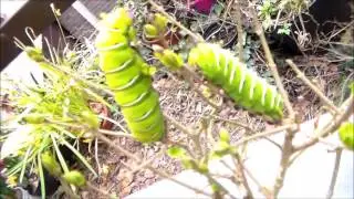 Rothschildia jacobaeae  rearing: caterpillars