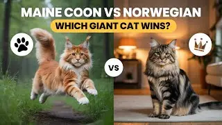 Maine Coon vs Norwegian Forest Cat: Which Giant Cat is Right for You?