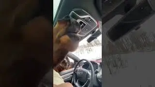 Горы, лошади 😅🐴