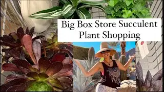 Lowes Succulents And Plant Garden Tour / Big Box Store Succulent  Plant Shopping / Succulents