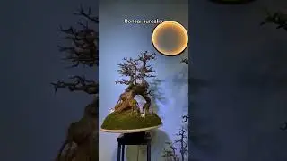 bonsai surealis
