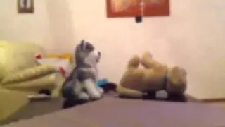 2hunde
