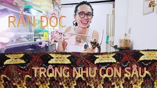 Loài rắn có cách di chuyển như con sâu - rhinoceros viper | WILDVN TV