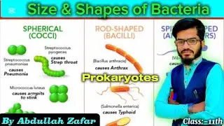 Size & Shapes of Bacteria with diagram 