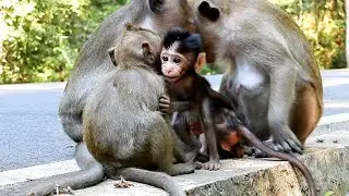 monkey family love so cool  unconditional love same as human family
