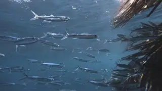 Flying fish: Icon of Barbados under threat
