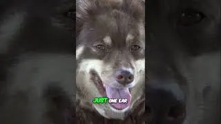 Understanding Your Dog's Ears: Signs of Fear and Anxiety