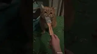 Brush Fight😸🖌️/сражение 🖌️ #котыприколы