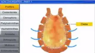 CBSE Class 11 Biology    Animal Kingdom    Full Chapter    By Shiksha House144P