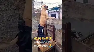 funny video #foryou #quotes #laugher #funnylaugh #nigeria #sad #cat #funnynoise #sadedits #sadmood