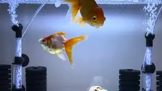 Bare bottom aquarium