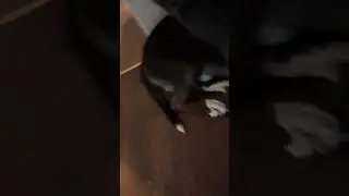 dogs hate fireworks!