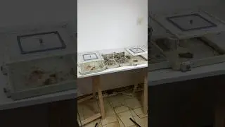 Agrandissement pour les fourmis jaunes d&rsquo;Afrique