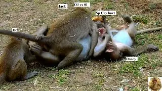 Help Sweetpea!Poor Monkey SP cry angry Jack Jr and Doney bit deep hurt,Sp want bit can't win