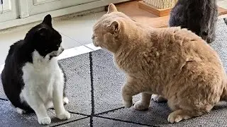 Young Cat Meows At Senior Cat