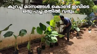 Calathea lutea | best screening plant | home garden | leaf garden crafters
