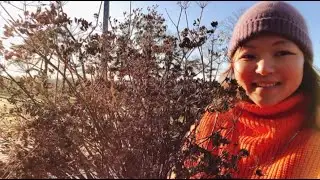 2020， wild edible plants ,wild foraging plants in ireland,唯美食与爱不曾辜负的2020