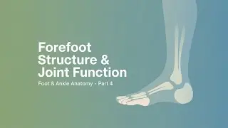 Anatomy of the Foot & Ankle &mdash; Part 4 | Forefoot Structure & Joint Function