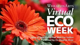 How to Spot Butterflies with Pat Sutton, Presented by CU Maurice River