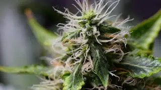 Kentucky just legalized medical marijuana. Here's what that means.