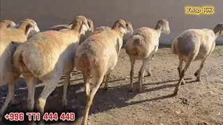10 БАШ БАЙ АВГАН КОЙЛОР ЧЫКТЫ🔥✅👍☎️🙋🏻‍♂️