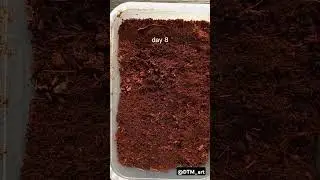 #music #garden #seeds #plants #harvest #time #fruitandveggies #growathome #diy #ideas #tomatoes #fyp