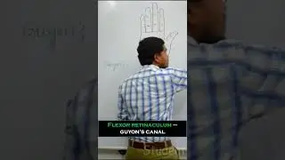 Flexor retinaculum &ndash; Guyon's canal - Full video in description #anatomy #anatomymadeeasy #medical
