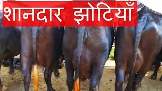 Tour of one of the  largest buffalo market of India