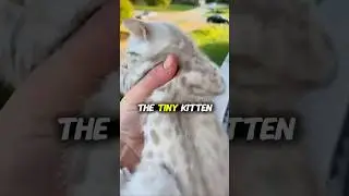 Kitten Cries Bring Mama Cat Racing Home😭❤️