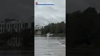 Shocking moment shark leaps from water near Parramatta River rowers