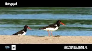 Wisła - ostrygojad