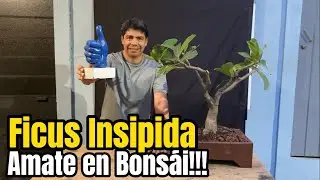 Ficus Ins&iacute;pida!!! Amate en el Bons&aacute;i.