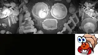Time Lapse of 24x7 Hermit Crab Live Stream Overnight January 19th - January 20th 2026 (60x)