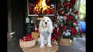 Forest house cozy Christmas relaxing background music chill Dog 13 minutes 
