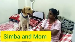 Simba's cute way of asking sorry to his mom #pinkysimba