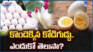iSmart News: The egg has climbed a hill.. Do you know why? | Egg Prices Hike - TV9