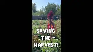 Saving the Harvest!!! #farming #gardening #farmlife #harvest #food #foodpreservation #foodies #salsa
