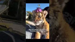 #shorts #shortsvideo #animals #animalshorts #cuteanimals #rescue #healing #animalrescue #cute