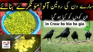 All Day routine || aloo mongray banay || in Crow ko kia ho ho gia @Sistrology @rajabbutt94 #nbfamily