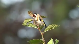 Distelfink (Carduelis carduelis)