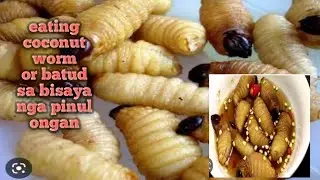 Eating coconut worm