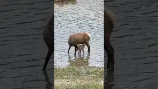 New elk calf nursing oh what a beautiful sight #baby #mom #elk #park #nature #beautiful #love #joy