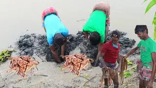 Eel Fish Catching By Hand From Deep Muddy Water || Amazing tecnique Eel Fishing With mudyy