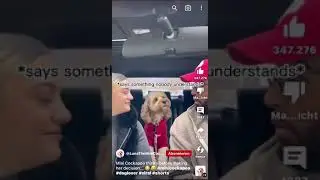 @LunaTheMiniCockapoo 😂