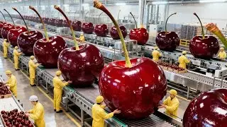 How American Farmers Harvest Millions Tons of Cherry for Juice and Syrup (Full Factory Process)