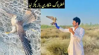 Baaz ka shikar || Baaz Ko pakadny Ka tarika || Shehr wech pend