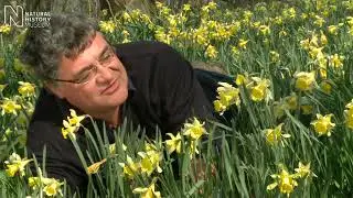 Spring Walk | Natural History Museum